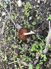 Tubariaceae