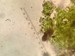 Chaenotheca furfuracea