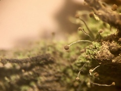 Chaenotheca furfuracea