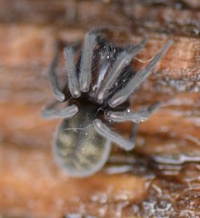 Amaurobioidea