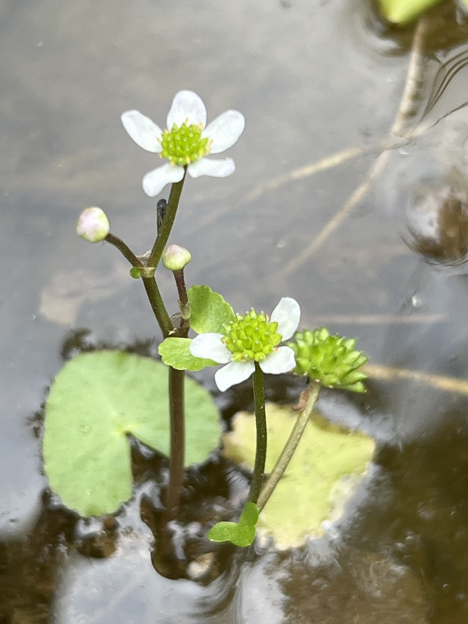 Caltha natans