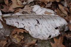 Magnolia macrophylla
