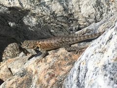 Sceloporus hunsakeri