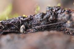 Leptobunus parvulus