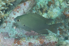 Pomacentrus brachialis