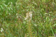 Spiraea alba alba