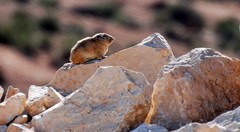 Common Gundi photo 5