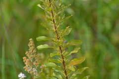 Spiraea alba alba