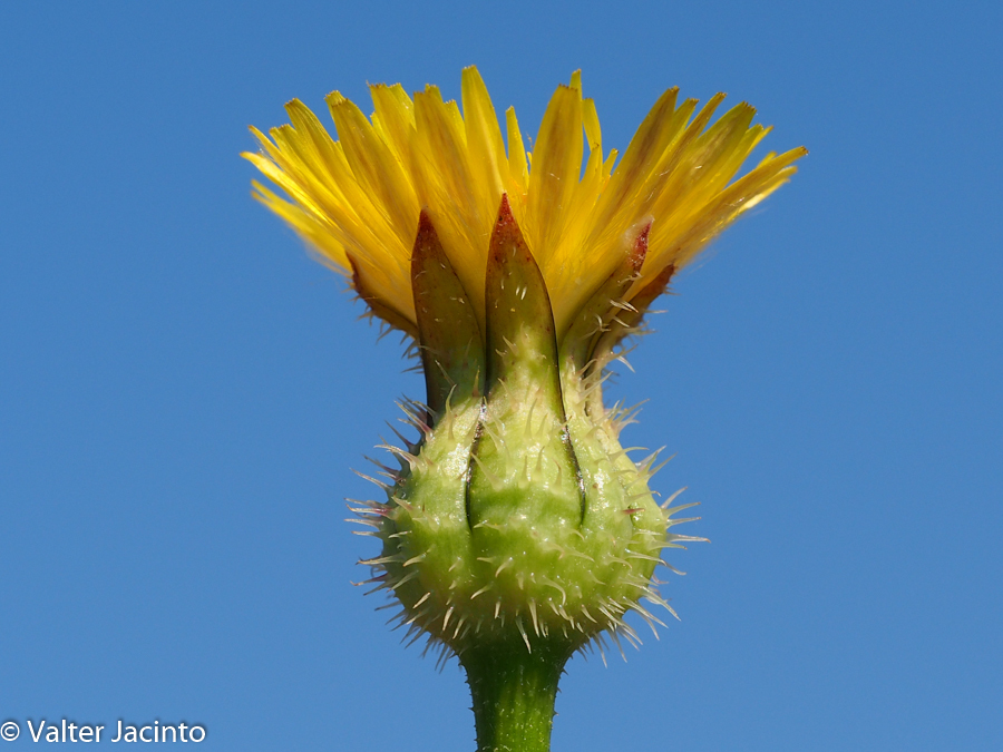 Urospermum picroides