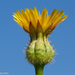 False Hawkbit - Photo (c) Valter Jacinto, some rights reserved (CC BY-NC-SA)