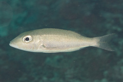 Lethrinus amboinensis