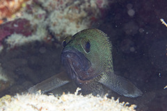 Epinephelus ongus