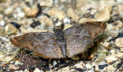 Antigonus erosus