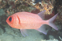 Myripristis hexagona