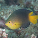 Coral Damselfish - Photo (c) Mark Rosenstein, some rights reserved (CC BY-NC), uploaded by Mark Rosenstein