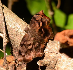 Achlyodes