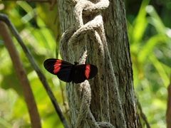 Heliconius erato hydara