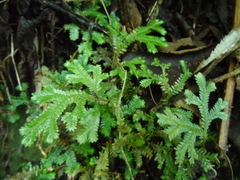 Selaginellaceae