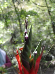 Tillandsia punctulata