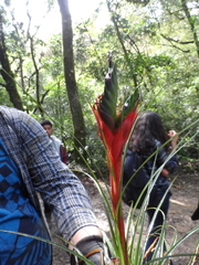 Tillandsia punctulata