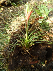 Tillandsia punctulata