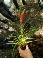Tillandsia punctulata