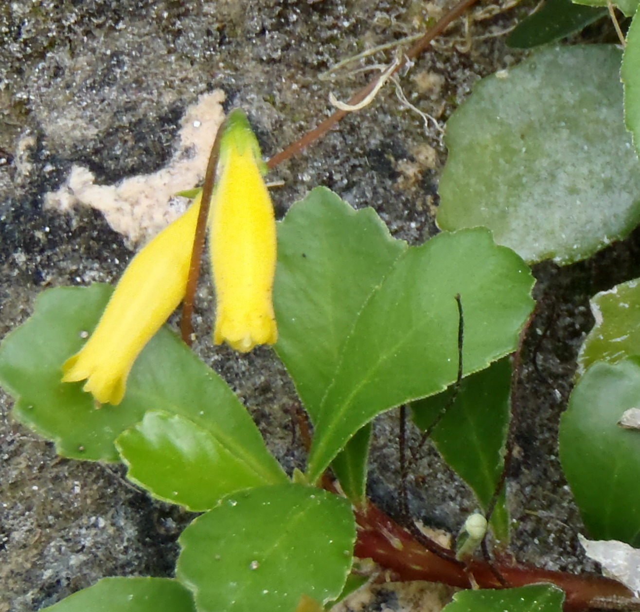 Gesneria citrina