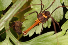 Enantiobuninae