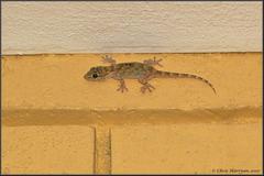 Tarentola annularis