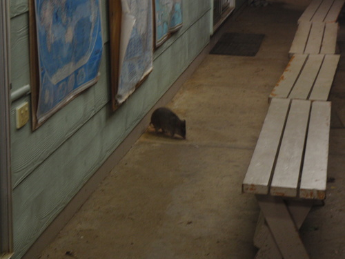 Isoodon macrourus