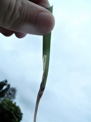 Cosmopterix attenuatella