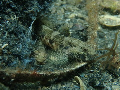 Bathygobius krefftii