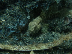 Bathygobius krefftii