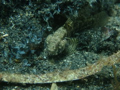 Bathygobius krefftii