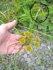 Cosmopterix attenuatella