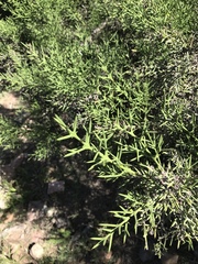 Colletia spinosissima