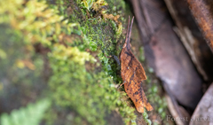 Systella philippensis