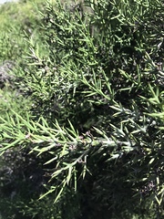 Colletia spinosissima