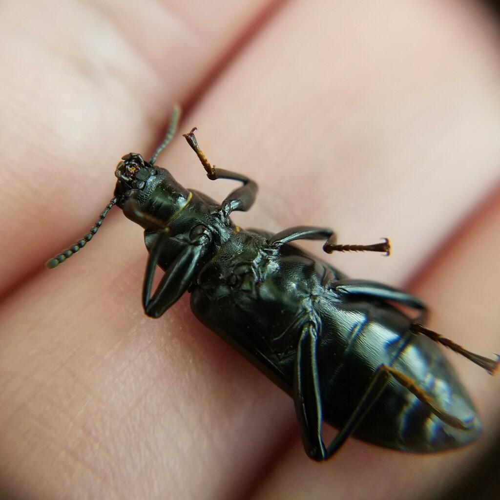 False Mealworm Beetle
