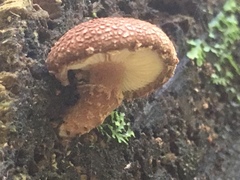 Lentinula
