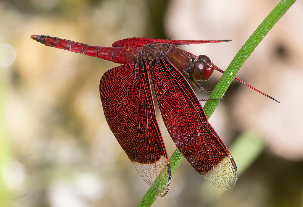 Neurothemis papuensis