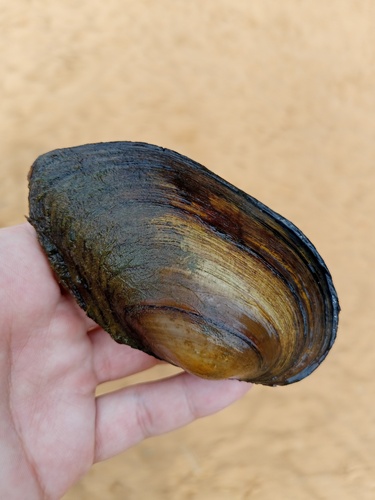 Swan Mussel