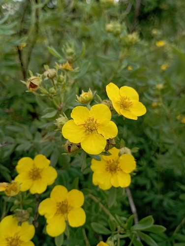Dasiphora fruticosa iNat (3)