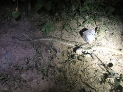 Crotalus ruber lucasensis