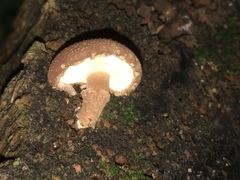 Lentinula