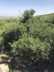 Colletia spinosissima