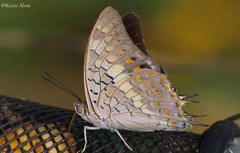 Charaxes solon