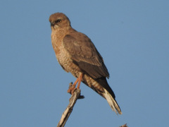 Dark Chanting Goshawk photo 2