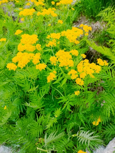 Image of Descurainia tanacetifolia by no rights reserved