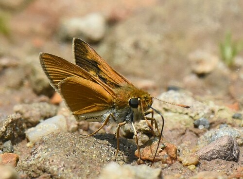 Two-spotted Skipper